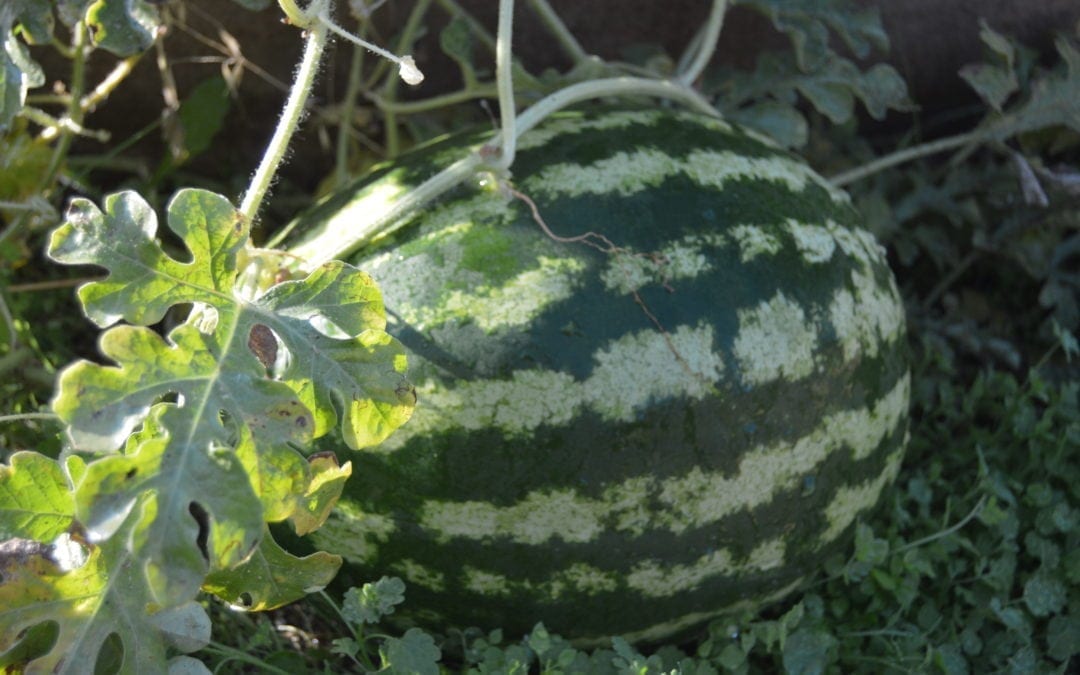 Cool Weather Gardening in Nevada County