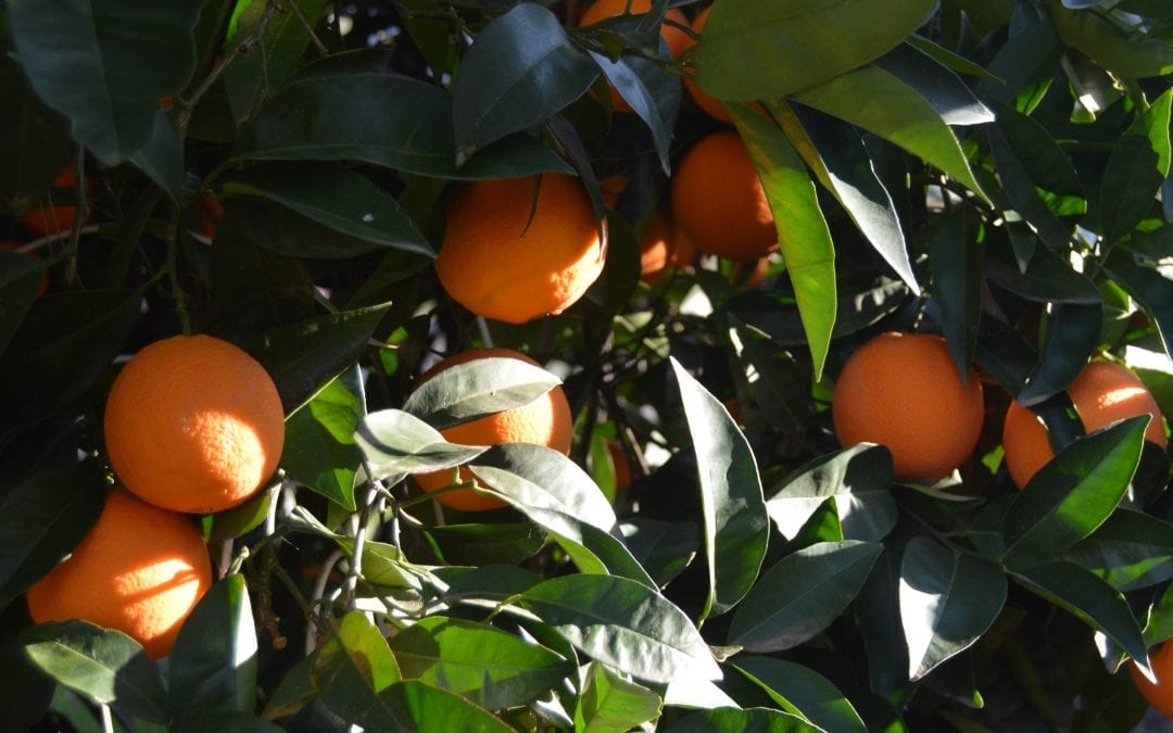 We Love Growing Organic Fruit!